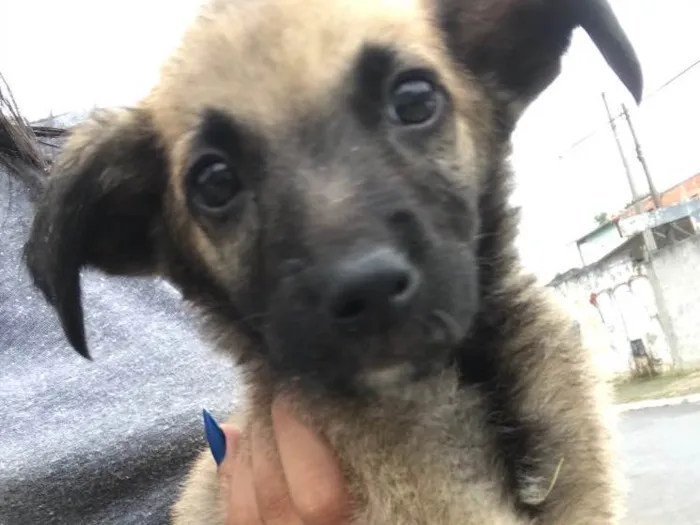 Cachorro ra a Sem raça definida  idade 2 a 6 meses nome Tonico 