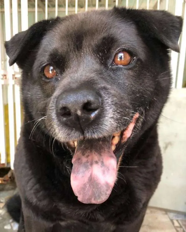 Cachorro ra a sem raça idade  nome Black