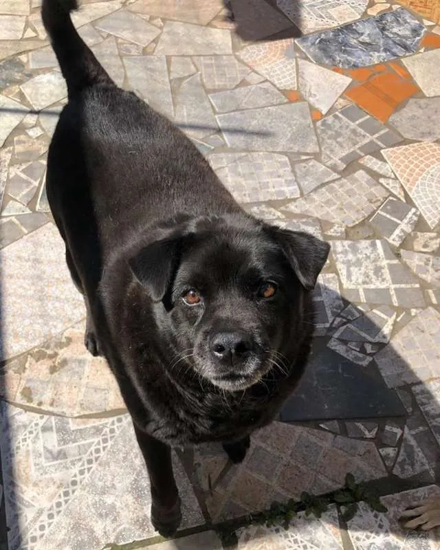 Cachorro ra a sem raça idade  nome Black