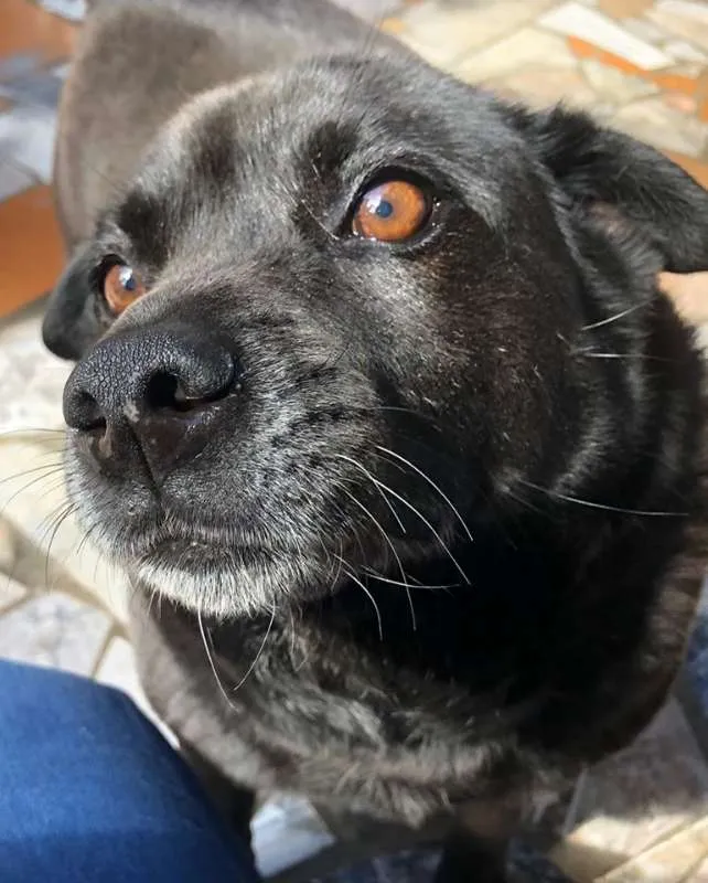 Cachorro ra a sem raça idade  nome Black