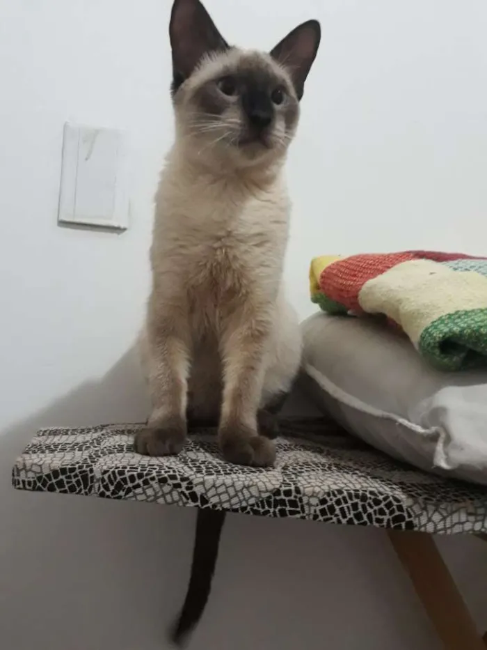 Gato ra a Siamês  idade 7 a 11 meses nome Billy