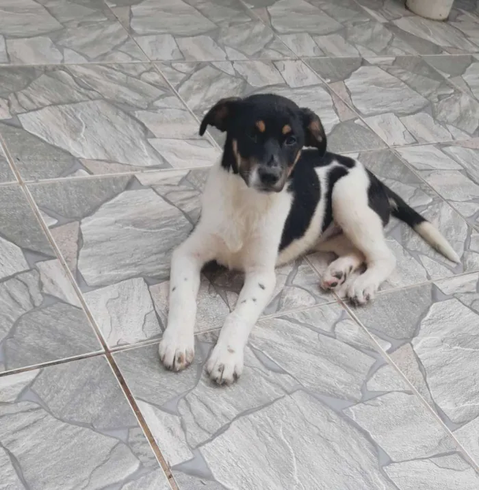 Cachorro raça SRD idade 2 a 6 meses nome ALVIN