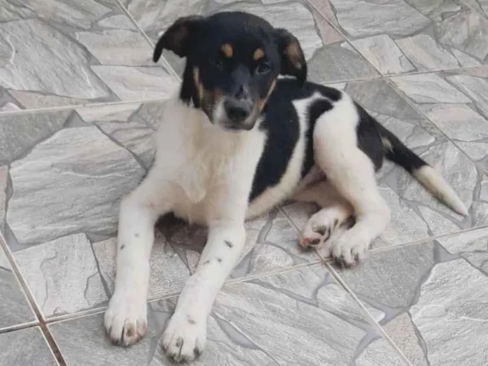 Cachorro raça SRD idade 2 a 6 meses nome ALVIN