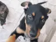 Cachorro raça SRD  idade 2 a 6 meses nome MANU