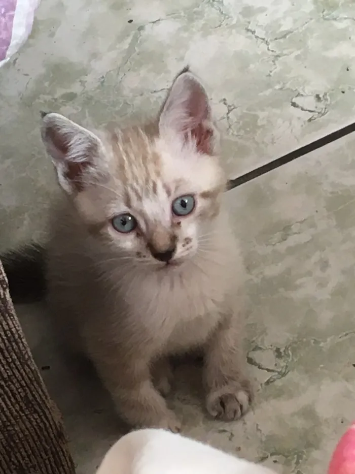 Gato ra a Siamês  idade 2 a 6 meses nome Ainda não possuem 