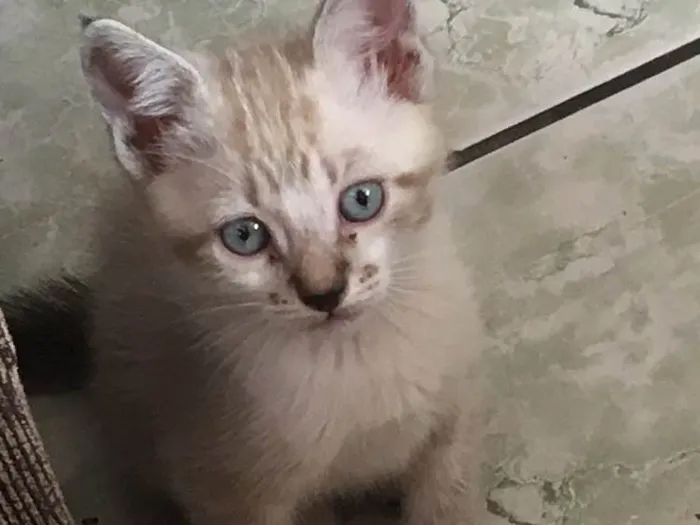 Gato ra a Siamês  idade 2 a 6 meses nome Ainda não possuem 