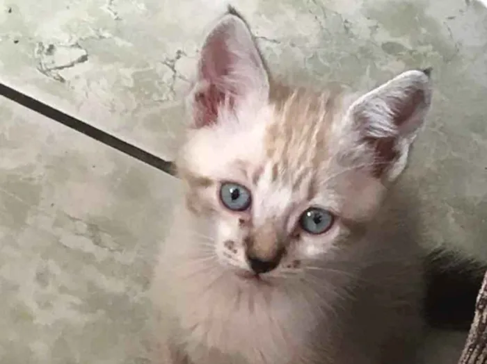 Gato ra a Siamês  idade 2 a 6 meses nome Ainda não possuem 