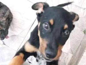 Cachorro raça SRD  idade 2 a 6 meses nome MANU