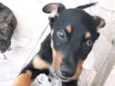 Cachorro raça SRD  idade 2 a 6 meses nome MANU