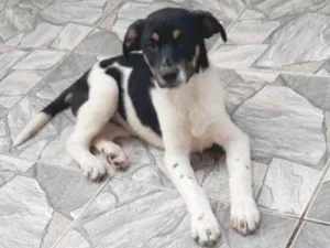 Cachorro raça SRD idade 2 a 6 meses nome ALVIN