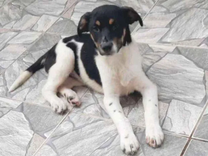 Cachorro raça SRD idade 2 a 6 meses nome ALVIN