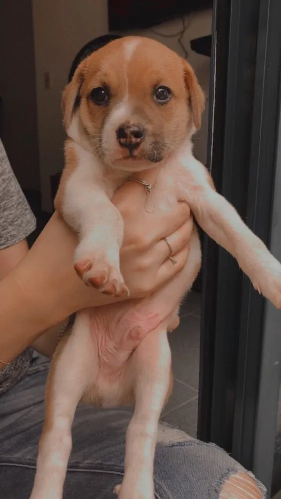 Cachorro ra a  idade Abaixo de 2 meses nome Dudu