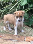 Dudu