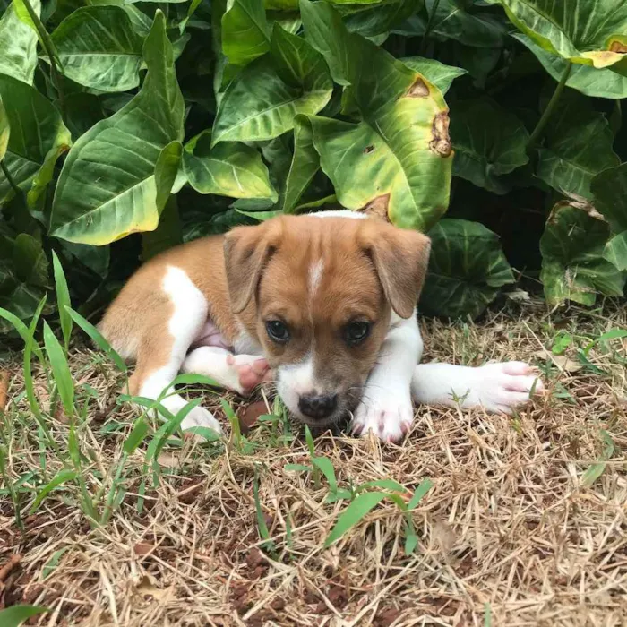 Cachorro ra a  idade Abaixo de 2 meses nome Dudu