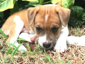 Cachorro raça  idade Abaixo de 2 meses nome Dudu
