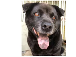 Cachorro raça sem raça idade  nome Black