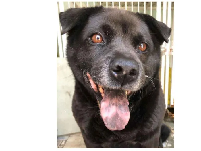 Cachorro ra a sem raça idade  nome Black