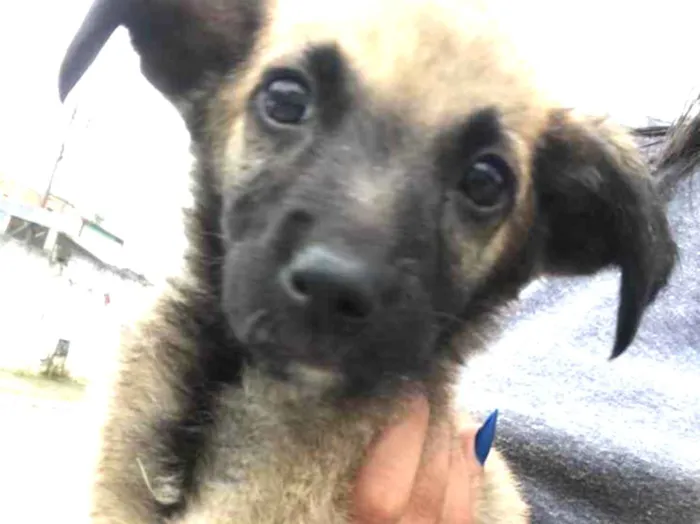 Cachorro ra a Sem raça definida  idade 2 a 6 meses nome Tonico 