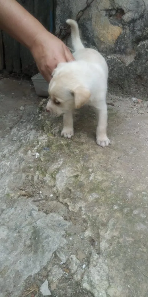 Cachorro raça Indeterminada idade Abaixo de 2 meses nome Sem nome