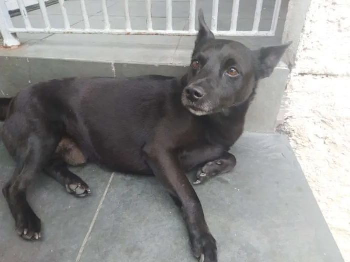 Cachorro ra a Indefinida idade 5 anos nome Trovão