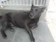 Trovão