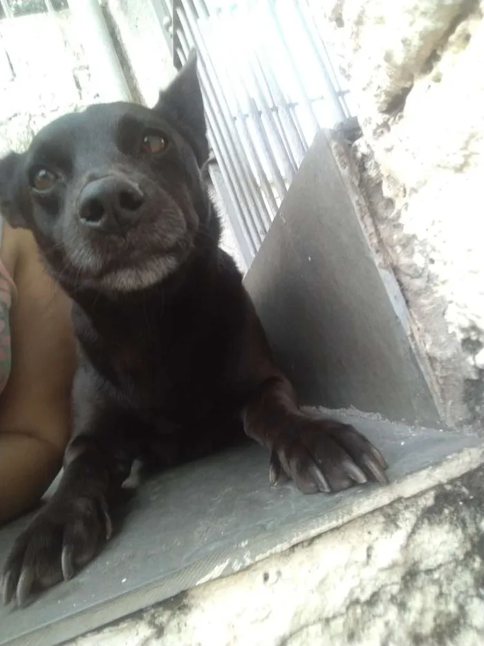 Cachorro ra a Indefinida idade 5 anos nome Trovão
