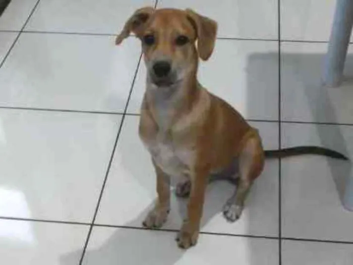 Cachorro ra a SRD idade 2 a 6 meses nome Rick