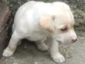 Cachorro raça Indeterminada idade Abaixo de 2 meses nome Sem nome