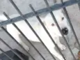 Pipoca