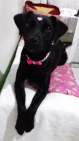 PANDORA