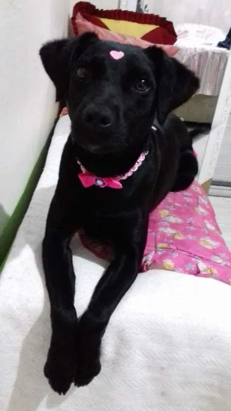 Cachorro ra a srd idade 2 anos nome PANDORA