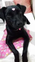 PANDORA