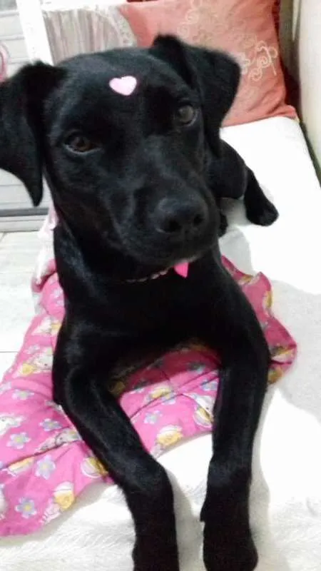 Cachorro ra a srd idade 2 anos nome PANDORA