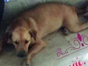Cachorro raça Labrador misturado idade 3 anos nome Bela
