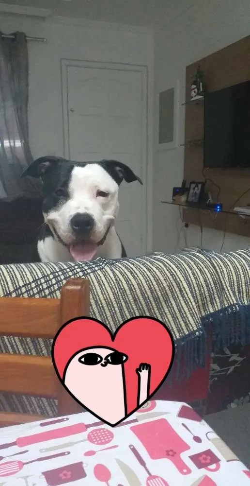 Cachorro ra a American stafordshire terrier  idade 1 ano nome Pandora 