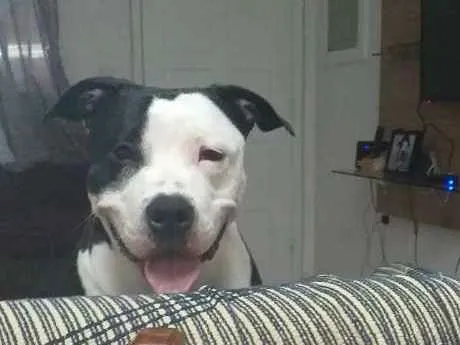 Cachorro ra a American stafordshire terrier  idade 1 ano nome Pandora 