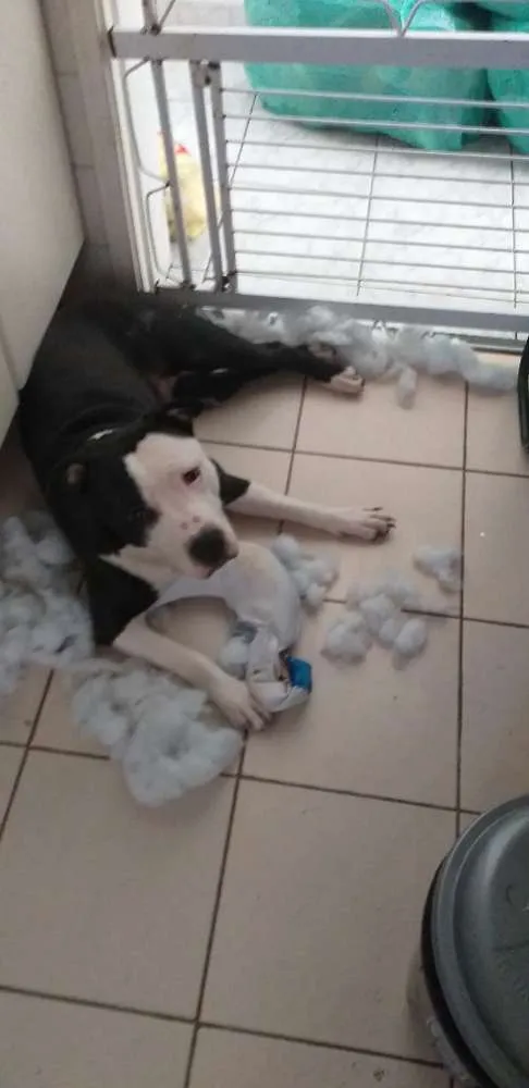 Cachorro ra a American stafordshire terrier  idade 1 ano nome Pandora 
