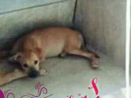 Cachorro raça Labrador misturado idade 1 ano nome Luna