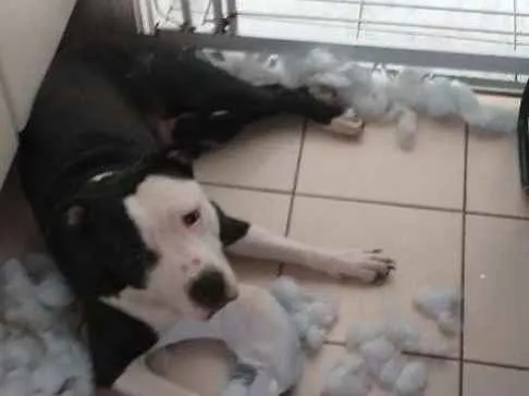 Cachorro ra a American stafordshire terrier  idade 1 ano nome Pandora 
