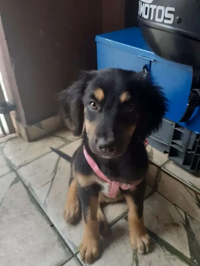 Cachorro ra a Vira-lata  idade 2 a 6 meses nome Sem nome ainda 