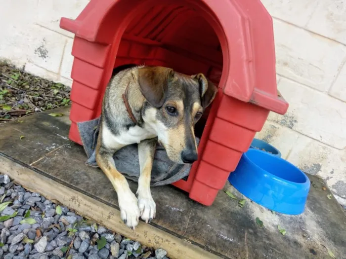 Cachorro ra a SRD idade 2 anos nome Luigi