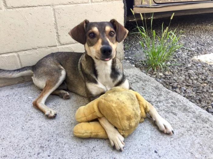 Cachorro ra a SRD idade 2 anos nome Luigi