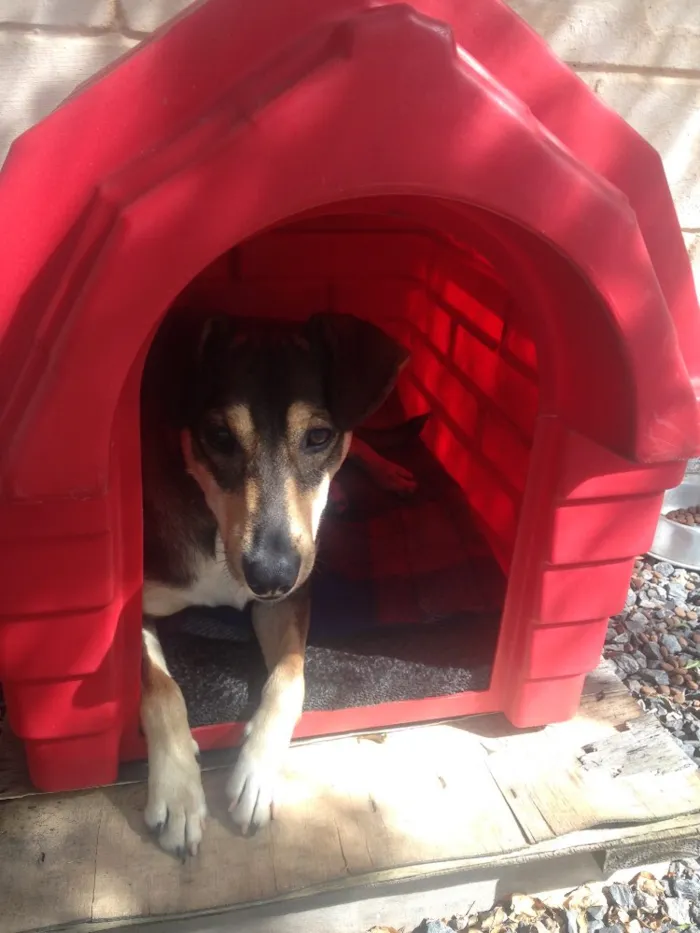 Cachorro ra a SRD idade 2 anos nome Luigi