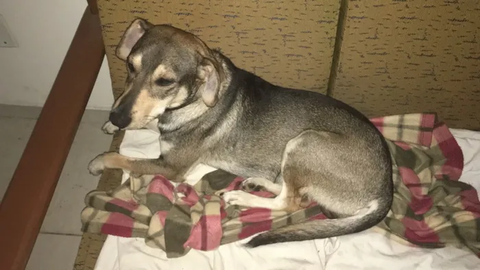 Cachorro ra a SRD idade 2 anos nome Luigi