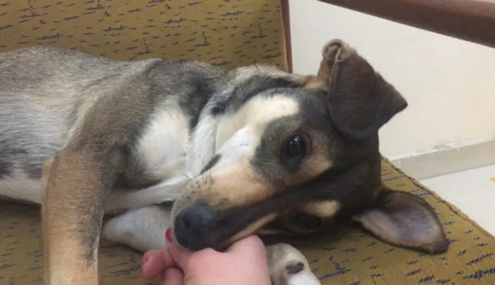 Cachorro ra a SRD idade 2 anos nome Luigi