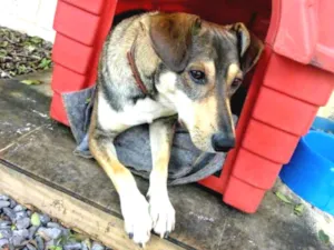 Cachorro raça SRD idade 2 anos nome Luigi
