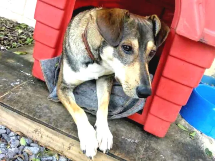 Cachorro ra a SRD idade 2 anos nome Luigi