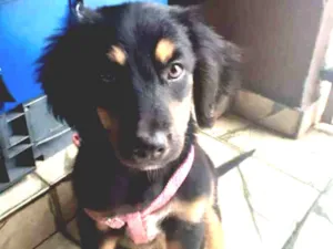Cachorro raça Vira-lata  idade 2 a 6 meses nome Sem nome ainda 