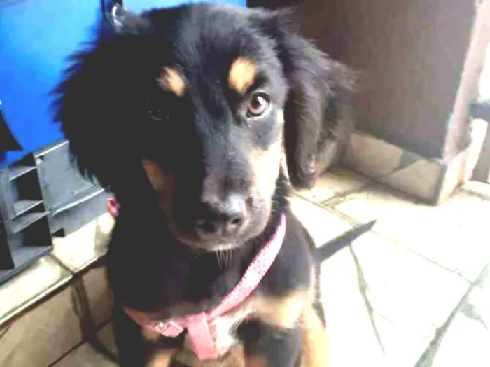 Cachorro ra a Vira-lata  idade 2 a 6 meses nome Sem nome ainda 