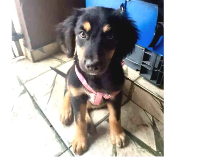 Cachorro ra a Vira-lata  idade 2 a 6 meses nome Sem nome ainda 